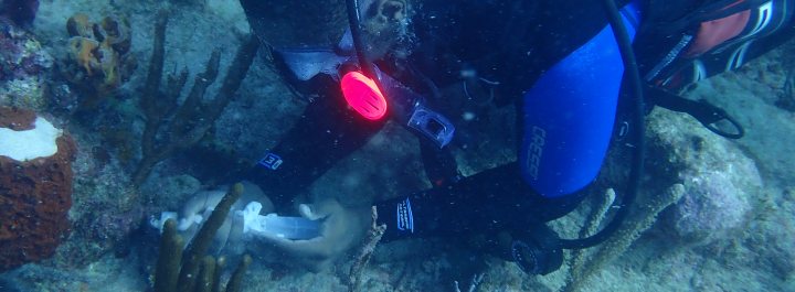 Volunteer monitoring coral health. 